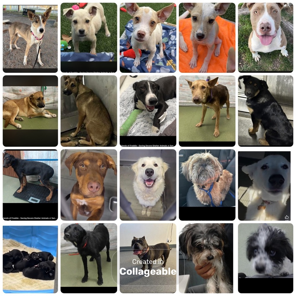Thank you for helping save these faces in 2025